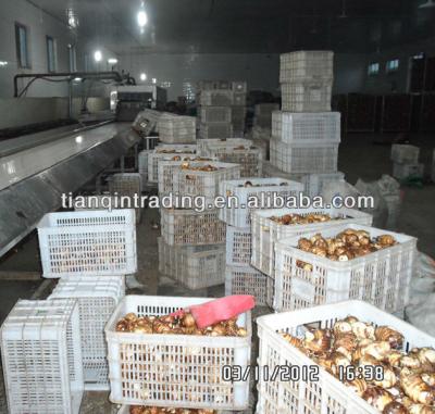 China Chinese taro fresh market price for sale