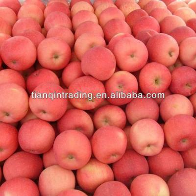 China Fresh fuji apple price in china for sale