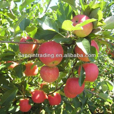 China Yantai fresh fresh apple for sale