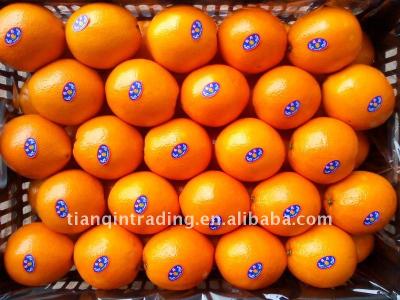 China Fresh Chinese Navel Orange for sale