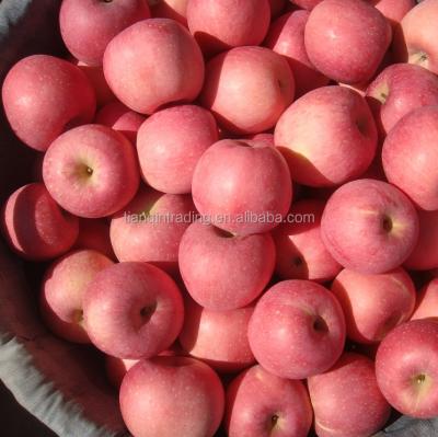 China Shannxi Origin China Fuji Fresh Fresh Apple for sale