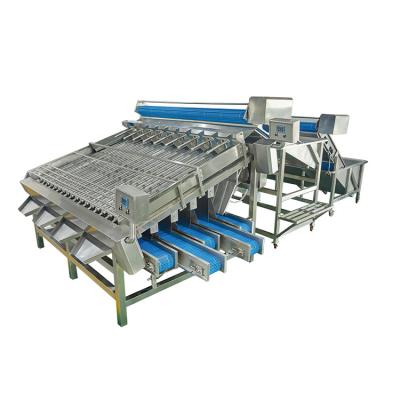 China Seafood Processing Shrimp Grading Machine for sale