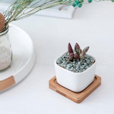 China Creative Succulent Planter Modern White Gardening Plant Square Ceramic Small Pots With Tray Bamboo Set Mini Office Decor Flowerpot for sale