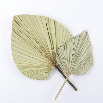 China Home Decor Dried Palm Leaves Dried Palm Fans Bohemian Spears Palm Leaves Tropical Decoration To Wedding Home Office for sale