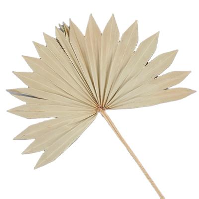 China Large Home Decor Dried Palm Leaves Natural Dry Palm Fans Wedding Decors Dried Fan Palm Leaves Boho Flower Decor For Wedding for sale