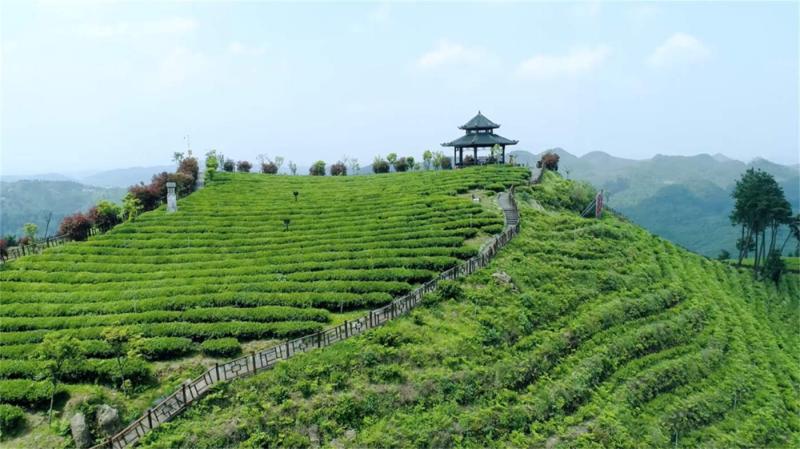 Verified China supplier - Guizhou Gui Tea Group Co., Ltd.