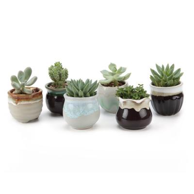 China Wholesale Mini Size Glazed Multi Color Succulent Planter Pots For Small Succulent Cacti Succulent Pots for sale