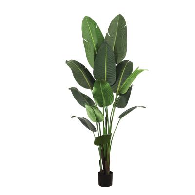 China Plastic Traveler 210cmArtificial Banana is used for indoor artificial tree green decoration artificial tree for home artificial plant for sale