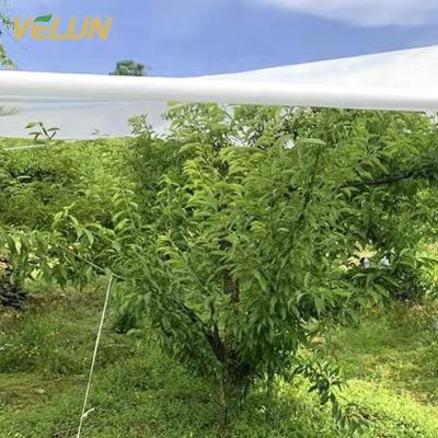 China Oversized Agriculture Garden Anti-Bacteria Frost Bag Super Size Floating Row Cover Antifreeze for sale