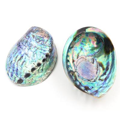 China Abalone Shell Natural Shell Abalone Shell Craft Jewelry Conch Decoration Charm Home Wedding Pendants For Jewelry for sale