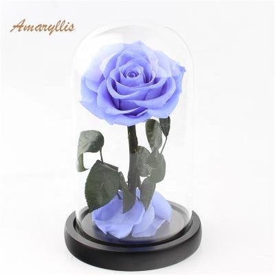 China Decoration Gifts Opens Amaryllis Wholesale Eternal Rose Color Rose Forever In Glass Arrangement Preserved Flower Rose for sale