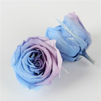 China High Quality Flowers Bud Head Multi Gradient Color DIY Gifts Decoration A Grade 5-6 cm Wholesale Preserved Roses Heads for sale