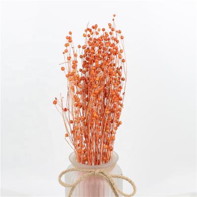 China Group Flower Wholesale Preserved Flowers Jequirity Jumble Beads Dry Eternal Flowers Decoration for sale