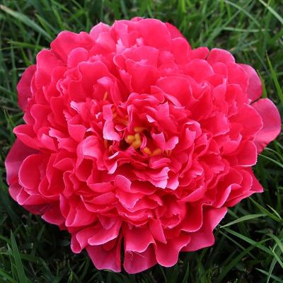 China Best Selling Environmentally Friendly Professional Artificial Peony Heads Flower Bouquet Home Decoration 18cm Tall for sale