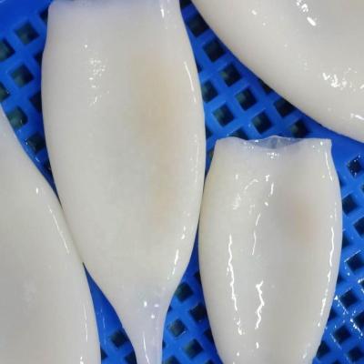 China Squid Nutritious Frozen Tube for sale