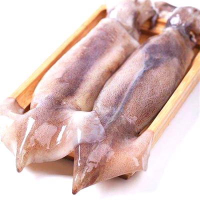 China Good Price Whole Body Nutritious Sale Frozen Natural Squid Seafrozen Fresh Products for sale