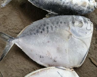 China FROZEN FROZEN Moonfish for sale