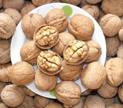 China Walnuts with shell from Xinjiang Chinese fresh skinned walnuts for sale