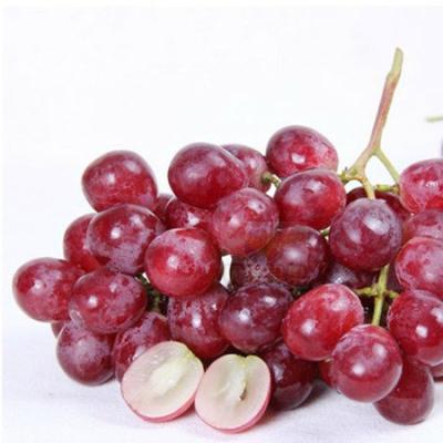 China Dunhuang red globe grapes high quality red strong fresh red grape globe grapes for sale for sale