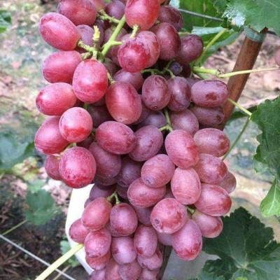 China Natual & grape fruit red grape healthy fresh table grape for sale for sale