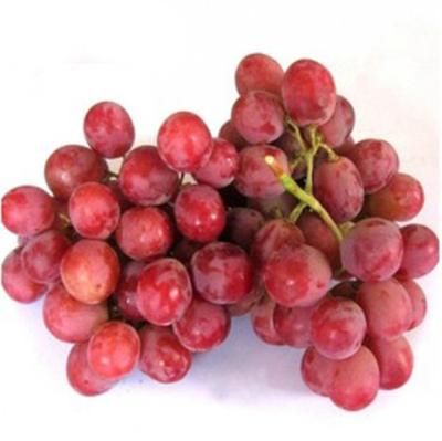 China Yunnan Grape Red Grape Fresh Fresh Red Grape Fruit for sale