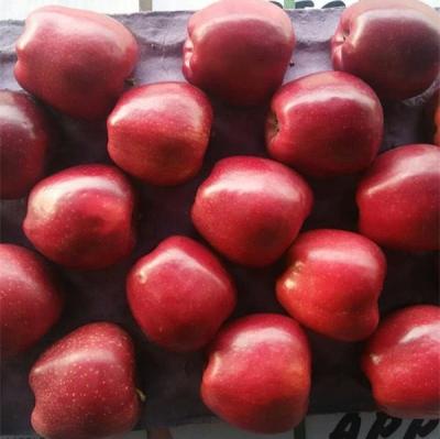 China Wholesale natural Tianshui wangrun fresh round apple round apple for sale