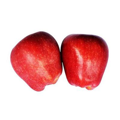 China Good fresh high quality Delicious apple from huaniu to india for sale