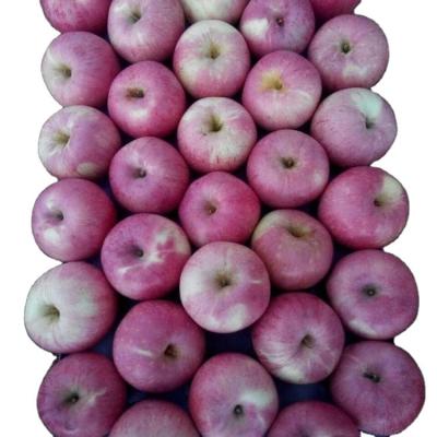 China Shanxi Apple Baishui Qinguan fresh apple qinguan exporter for sale