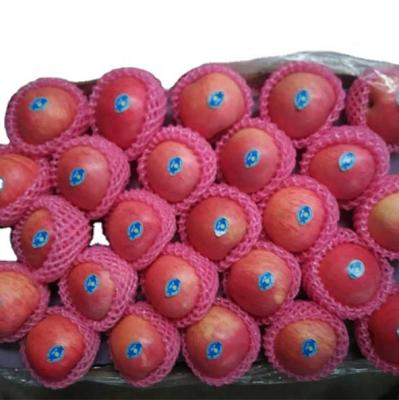 China Fujian fresh royal apple gala Qinguan cheap price for sale for sale