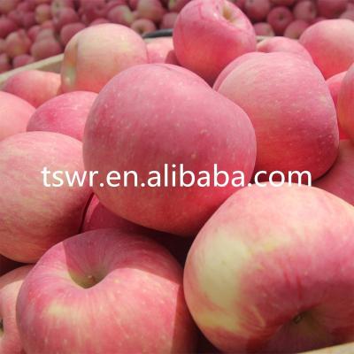 China Fresh all varieties of new fresh fruit apple red fresh wholesaler for sale