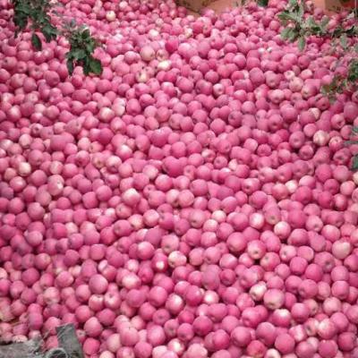 China Fresh apple fruit of fresh chinese red apples for sale