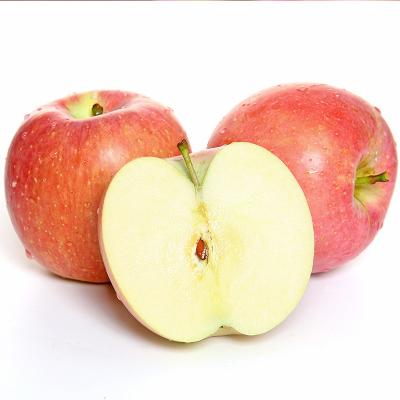 China Fuji Fuji Fresh Apples Chinese Red Fuji Price Factory for sale