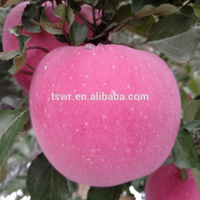 China Fresh Chinese Fuji Red Fuji Apples Blush Fuji Apples for sale