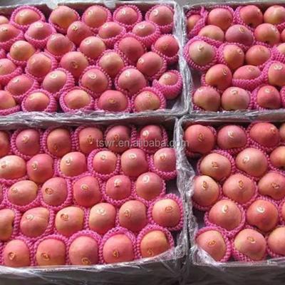 China Fuji Price Shandong Fuji Fresh Apples Yantai Fuji for sale