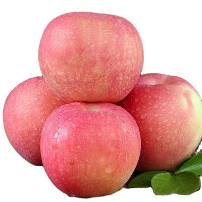 China China Gala Fresh Red Red Chinese Apples Price Apple Gala Red Gala for sale