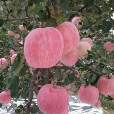 China High Quality And Cheap Fuji Apple Farmer Best Price Fuji Fresh Red Apple Good Fuji Red Apple for sale