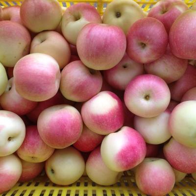 China 2018 season fresh new summer apple green apple in sale gala apple red price for sale