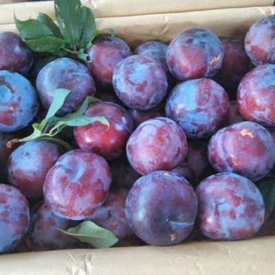 China Fresh Plums Chinese Plum Black President Plum for sale