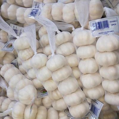 China Fresh Dry Red Garlic Wholesale Garlic Peeled Garlic for sale