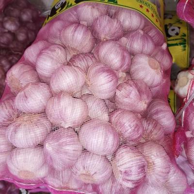 China fresh fresh normal white garlic price in china for sale