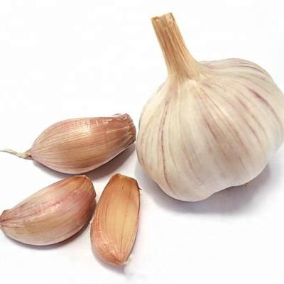 China Agriculture fresh produce fresh garlic on sale china fresh garlic price for sale