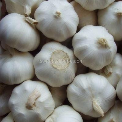 China New Culture Chinese Fresh Garlic Fresh Garlic White Garlic Price for sale