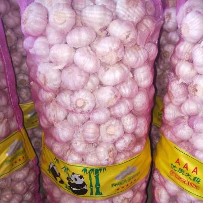 China New Culture Chinese Fresh Garlic Fresh Garlic White Garlic Price for sale