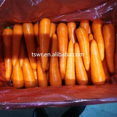 China New crop high quality fresh carrots for sale