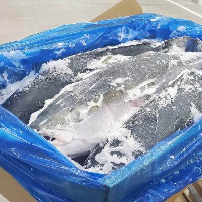 China NATURE Yellowtail Amberjack 800-1200gr Japan for sale