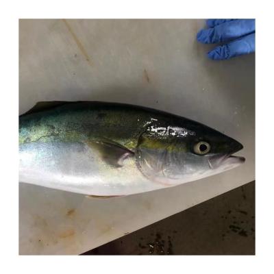 China NATURE Supply Japan Origin Common Fish Amberjack for sale