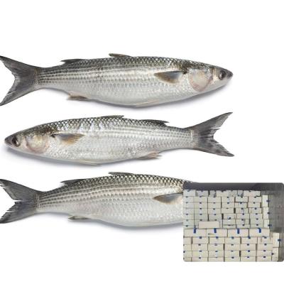 China New Size 1-2kg Organic China Origin Frozen Gutted Gray Mullet Fish for sale