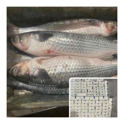 China China Original Frozen Gutted Gray Mullet Fish Organic Whole Seafood for sale