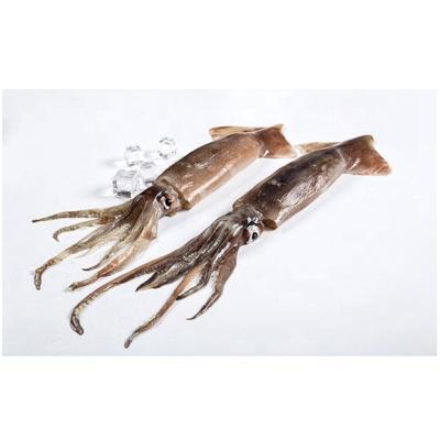 China Wholesale Price Nutritious High Quality Seafrozen Fresh Frozen Whole Squid for sale