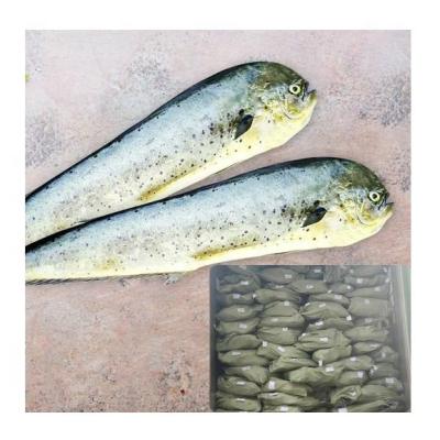 China NATURE Treated Mahi To Headband Frozen Fish Mahi Mahi From Vietnam Hardware Market for sale